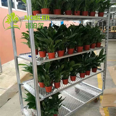 Q235 Nederlandse Karretjeplanken